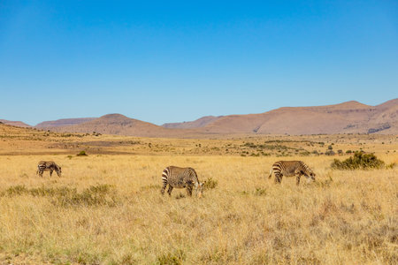 Mountain Zebra grazing in grassland in Game Reserve, South Africaの写真素材