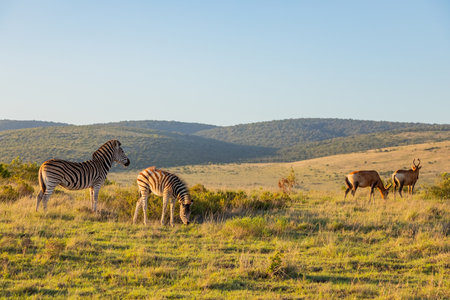 Zebra in Addo Elephant Safari Park, South Africa