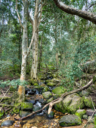 View of Mysterious mountain forest stream in Cape Town, South Africa