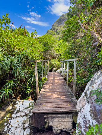 Wooden walkway decking winding its way through the Storms River Mouth area, South Africa