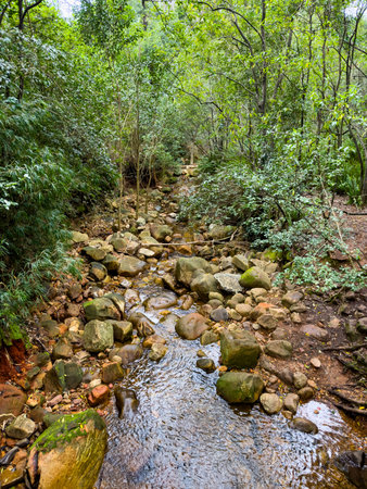 View of Mysterious mountain forest stream in Cape Town, South Africa