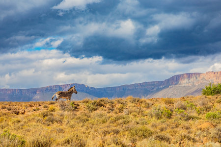 Mountain Zebra grazing in Karoo game reserve, South Africaの写真素材
