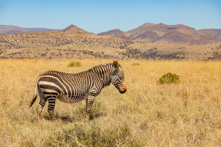 Mountain Zebra grazing in grassland in Game Reserve, South Africaの写真素材