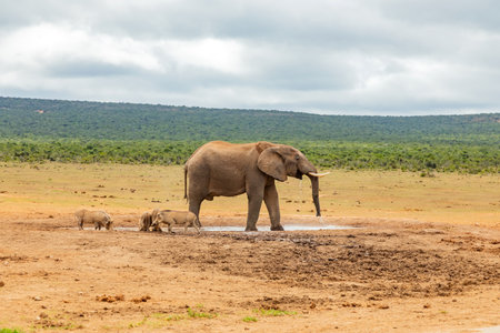 Elephant in Addo Elephant Safari Park, South Africaの写真素材