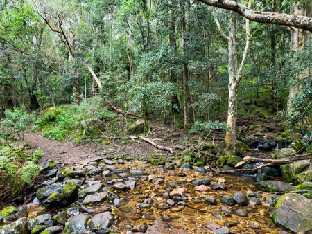 Mysterious hiking trail path through dense mountain forest in Cape Town, South Africa
