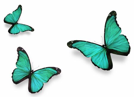 Three green butterflies "morpho", isolated on white backgroundの写真素材