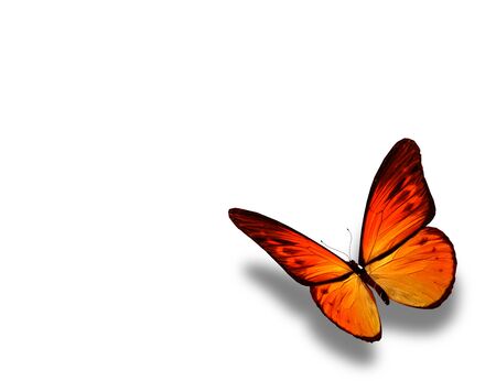 Orange butterfly, isolated on white backgroundの写真素材