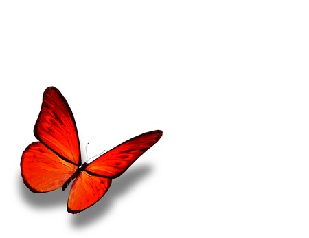 Orange butterfly, isolated on white backgroundの写真素材