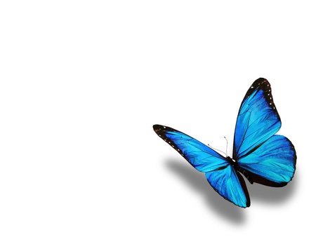 Blue butterfly, isolated on whiteの写真素材