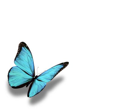 Blue butterfly, isolated on white backgroundの写真素材