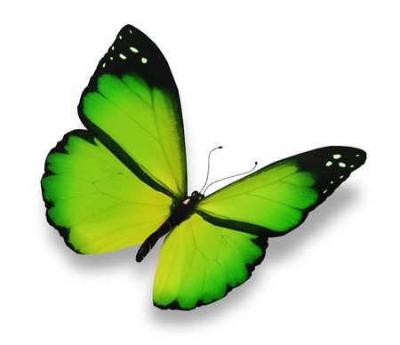 Green butterfly, isolated on whiteの写真素材