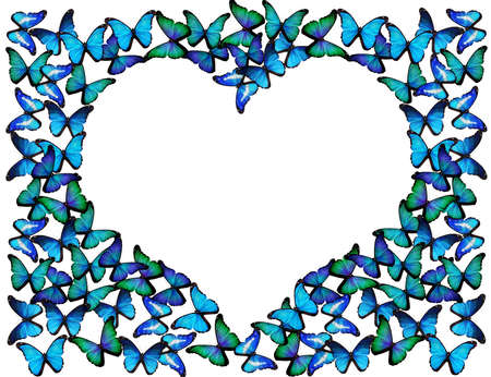 Many blue butterflies make frame of heart on whiteの写真素材