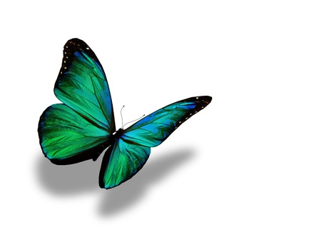 Turquoise butterfly flying, isolated on white backgroundの写真素材