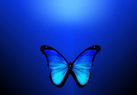 Blue butterfly on dark blue backgroundの写真素材