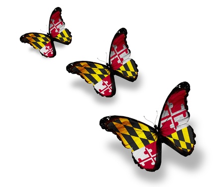 Three Meryland flag butterflies, isolated on whiteの写真素材