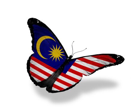 Malaysian flag butterfly flying, isolated on white backgroundの写真素材