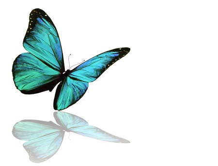 Blue butterfly, isolated on white background