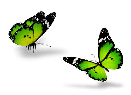 Two green butterflies on whiteの写真素材