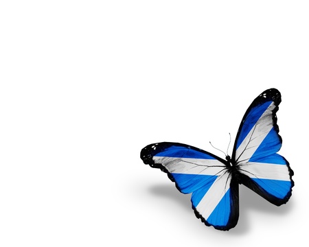 Scottish flag butterfly, isolated on white backgroundの写真素材