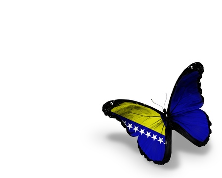 Bosnia and Herzegovina flag butterfly の写真素材