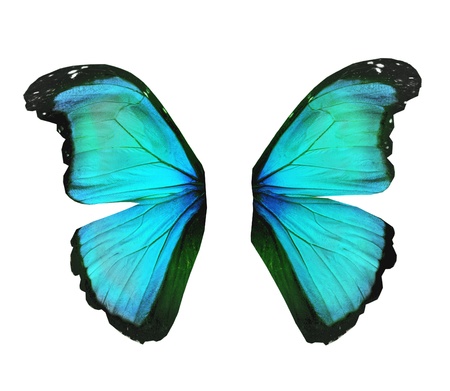 Wings of morpho turquoise butterfly , isolated on whiteの写真素材