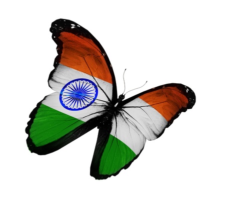 Indian flag butterfly flying, isolated on white backgroundの写真素材