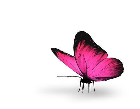 Pink butterfly on white backgroundの写真素材