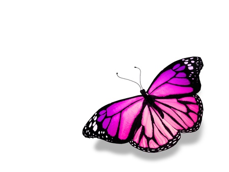 Blue butterfly, isolated on white backgroundの写真素材