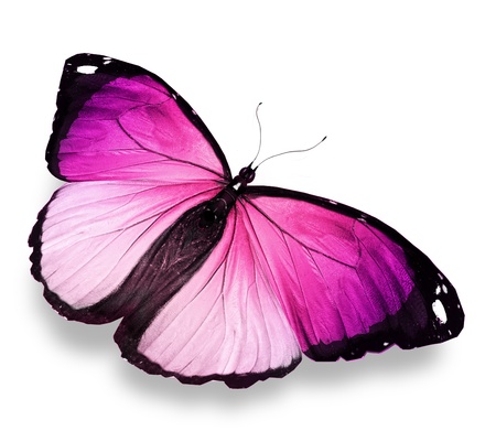Morpho pink butterfly , isolated on whiteの写真素材