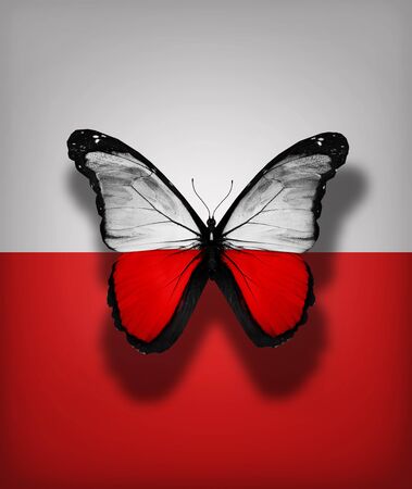 Polish flag butterfly, isolated on flag backgroundの写真素材