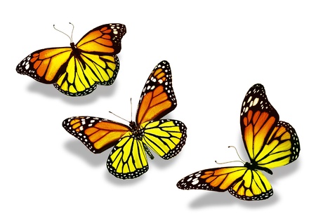 Three yellow-orange butterflies, isolated on white backgroundの写真素材