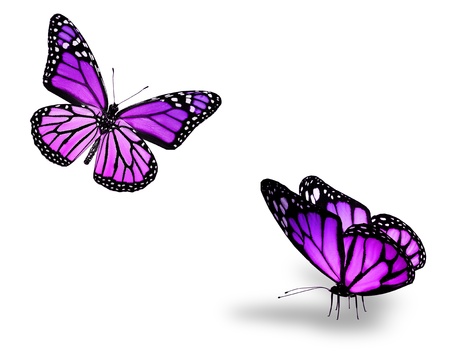 Two violet butterflies on whiteの写真素材