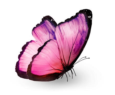 Pink butterfly , isolated on whiteの写真素材