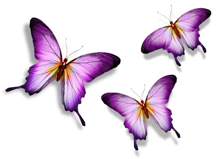 Three violet butterfly, isolated on white backgroundの写真素材