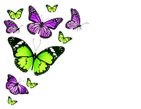 Green violet different butterflies flying, isolated on white backgroundの写真素材