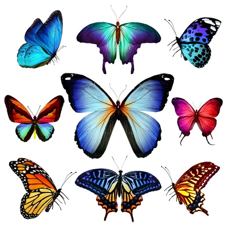 Many different butterflies flying, isolated on white backgroundの写真素材
