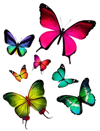 Many different butterflies flying, isolated on white backgroundの写真素材
