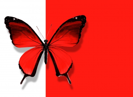 Red butterfly flying on white red backgroundの写真素材
