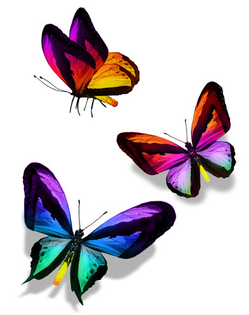 Three color butterflies, isolated on whiteの写真素材