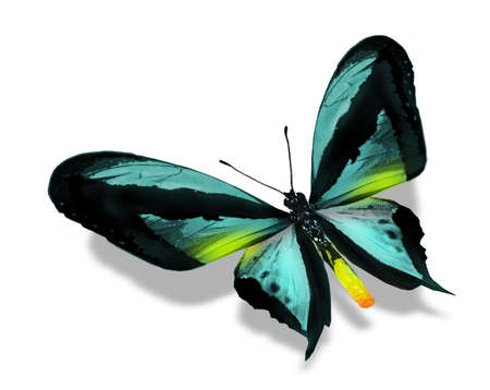 Color butterfly , isolated on white