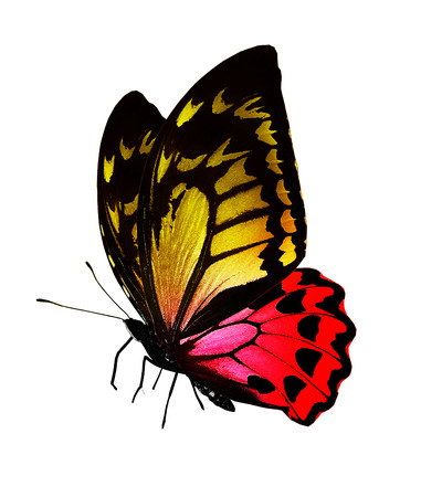 Colorful butterfly , isolated on whiteの写真素材