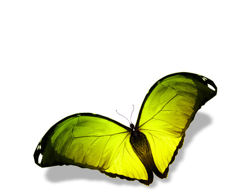 Colorful butterfly , isolated on whiteの写真素材