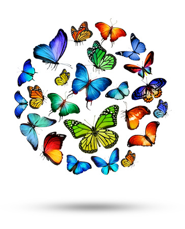 Many different butterflies, isolated on white backgroundの写真素材