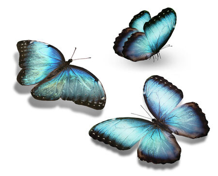 Three blue butterflies, isolated on whiteの写真素材