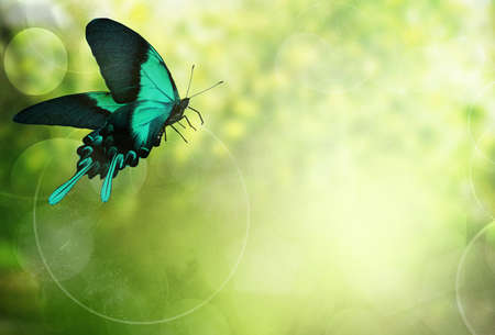 Natural bright background with butterflyの写真素材