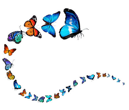 Wavy line of butterfliesの写真素材