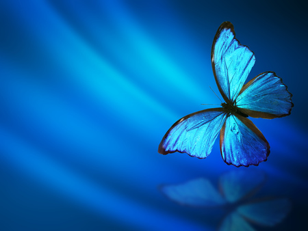 Blue abstract background with butterflyの写真素材