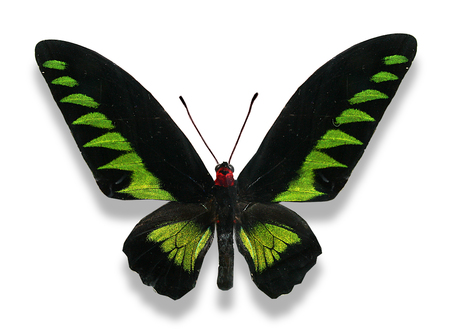 Color butterfly , isolated on whiteの写真素材