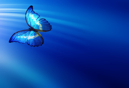 Blue butterfly on dark blue backgroundの写真素材