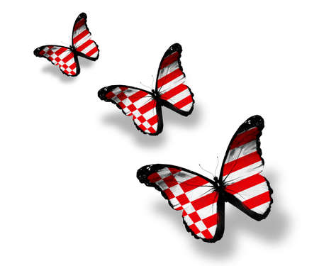 Three  Bremen flag butterflies, isolated on whiteの写真素材